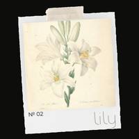 FEENKA No. 02 — Lily · Light Roast Blend