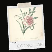 FEENKA No. 03 — Carnation · Medium-Dark Blend