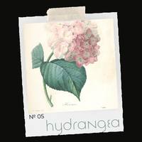 FEENKA No. 05 — Hydrangea · Swiss Water Decaf